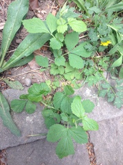 Geum urbanum