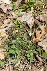 Ranunculus abortivus