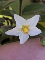 Solanum nigrum