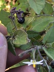 Solanum nigrum