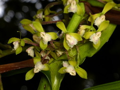 Epidendrum goodspeedianum