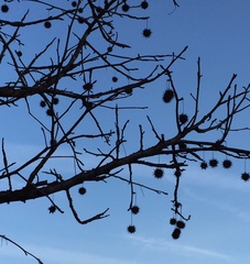 Liquidambar styraciflua