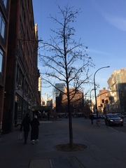 Liquidambar styraciflua