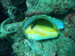 Titanostrombus galeatus