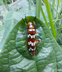 Pyrota centenaria