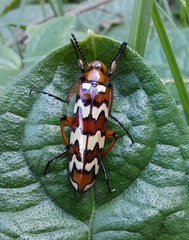 Pyrota centenaria
