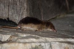 Sorex coronatus