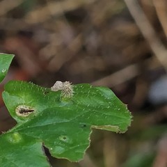 Rondaniola bursaria
