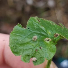Rondaniola bursaria