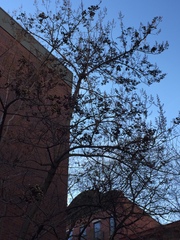 Paulownia tomentosa