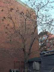 Paulownia tomentosa