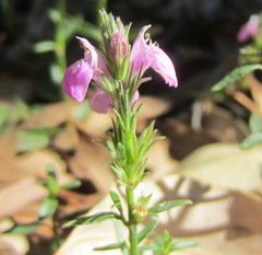 Rostellularia adscendens