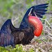 Great Frigatebird - Photo (c) Kenneth Lorenzen, some rights reserved (CC BY-NC), uploaded by Kenneth Lorenzen