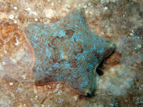Cushion Star, photo 5 of 7