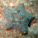 Estrella de Capitán - Photo (c) Sylvain Le Bris, algunos derechos reservados (CC BY-NC), subido por Sylvain Le Bris