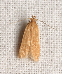 Helcystogramma rufescens