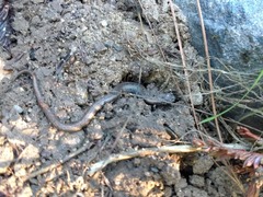 Batrachoseps attenuatus