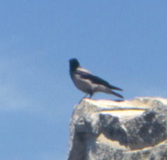 Corvus cornix
