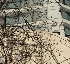 Liriodendron tulipifera