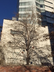 Liriodendron tulipifera