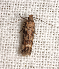 Caryocolum fraternella