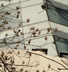 Liriodendron tulipifera