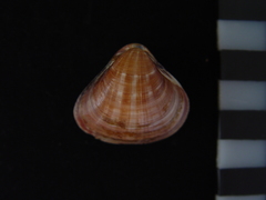 Tivela mactroides