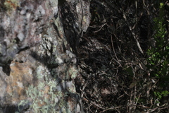Galea spixii