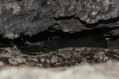 Galea spixii