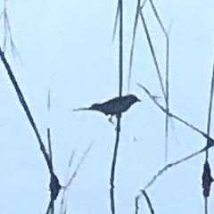 Acrocephalus australis australis