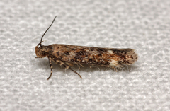 Caryocolum fraternella