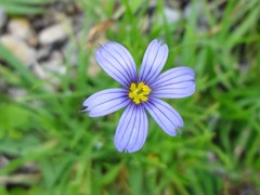 Sisyrinchium rosulatum