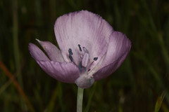 Calochortus uniflorus