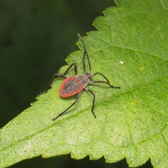 Heteroptera
