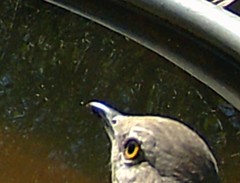 Oreoscoptes montanus