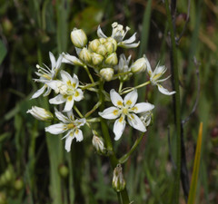 Toxicoscordion fontanum