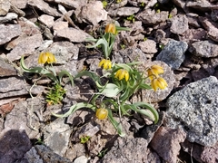 Fritillaria glauca