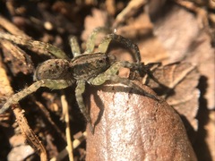 Trochosa sepulchralis