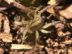 Trochosa sepulchralis