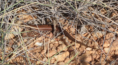 Ctenotus saxatilis