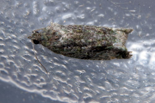 Maple Twig Borer Moth photo 5