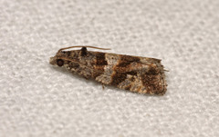 Lobesia abscisana