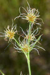 Rhynchospora holoschoenoides