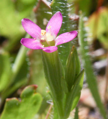Zeltnera muehlenbergii