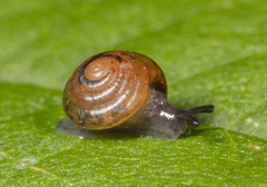 Gastrodontidae