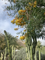 Haematoxylum