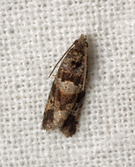 Lobesia abscisana