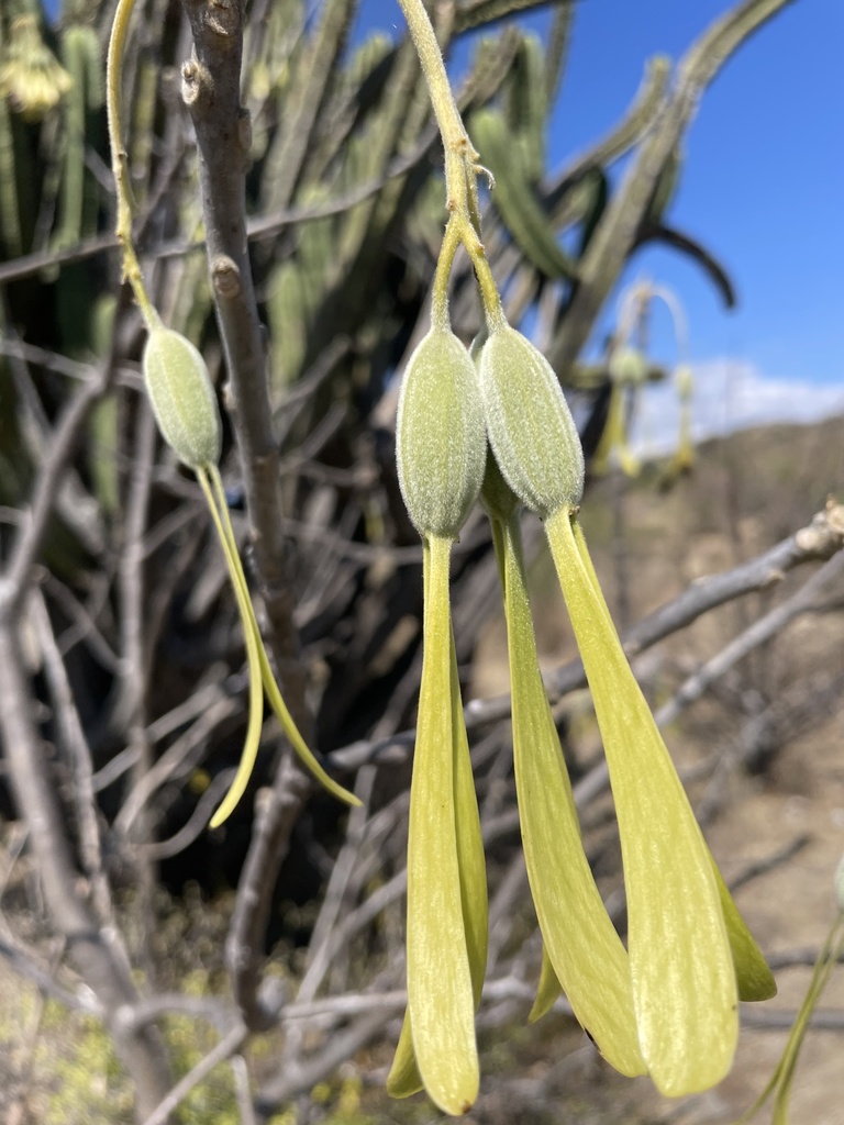 Gyrocarpus mocinoi · iNaturalist