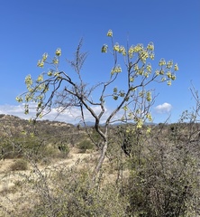 Gyrocarpus mocinoi