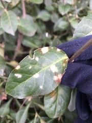 Erysiphe euonymicola